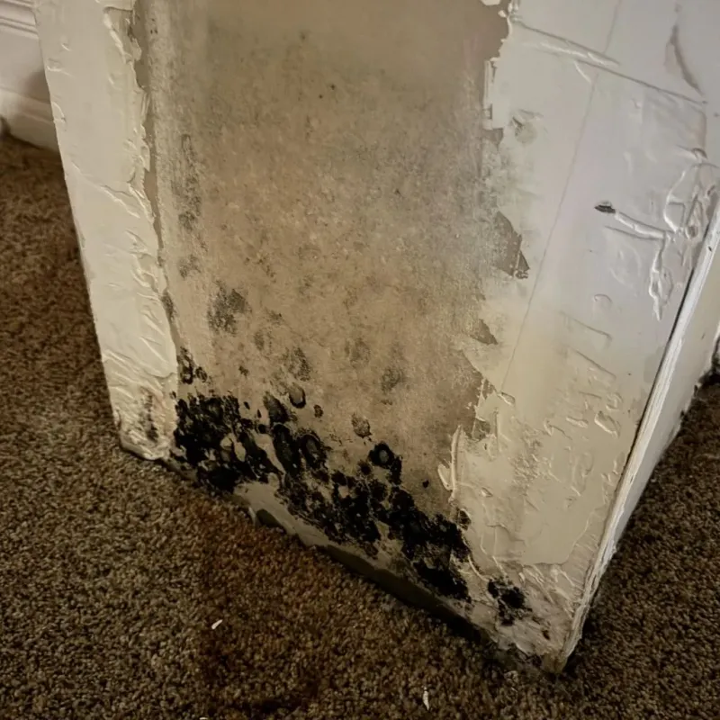 Professional Mold Removal in Tishomingo, OK